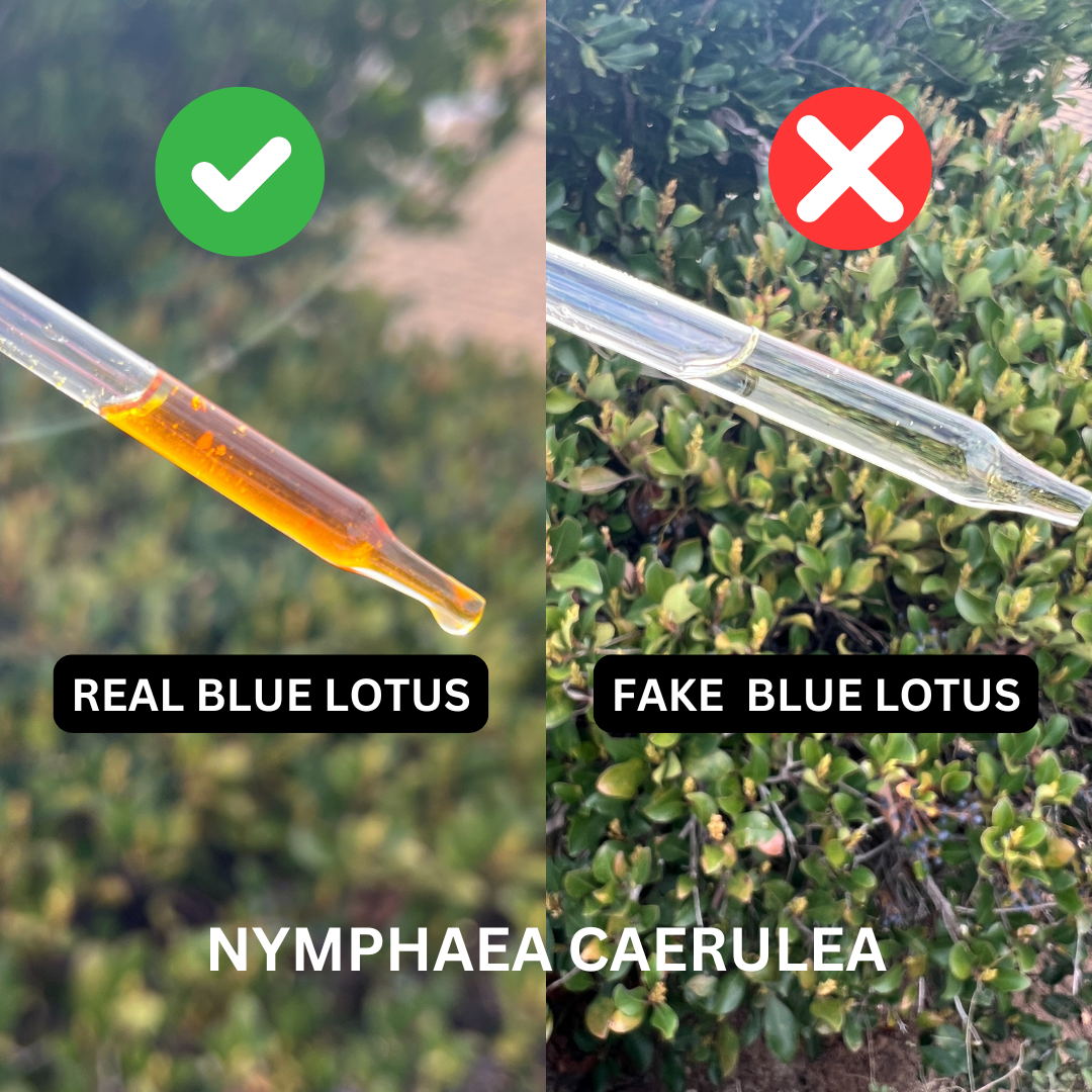 Comparison of real and fake Blue Lotus Third Eye Activation essential oil drops by Sacred Ritual Oils